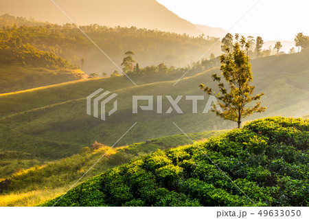 Tea plantation and St Claire waterfall at sunrise, Sri Lanka Tea plantation and St Claire waterfall at sunrise, Sri Lanka 49633050