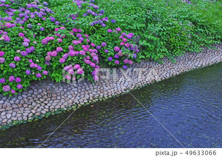 小川沿いに咲く紫陽花 49633066