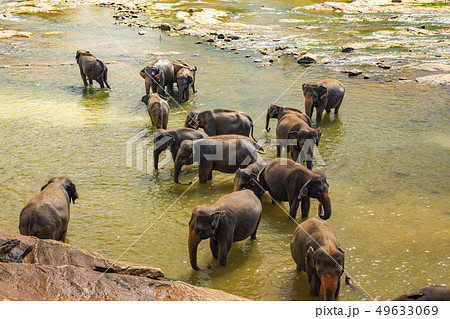 Elephants bathing in the river. Pinnawala Elephant Orphanage. Sri Lanka. 49633069