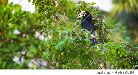 Hornbill on the tree Hornbill on the tree 49633684