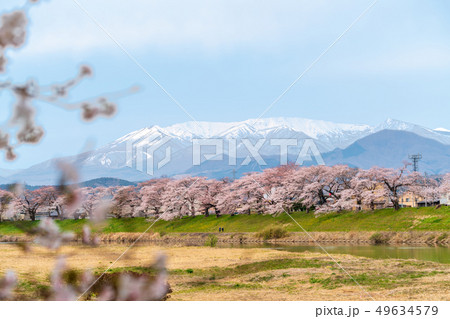 蔵王と一目千本桜 49634579