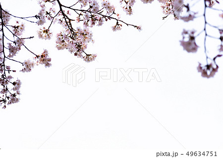 桜　 49634751