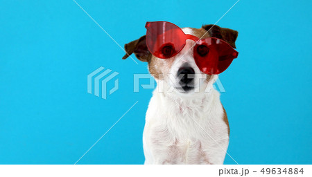 Dog in red sunglasses Dog in red sunglasses 49634884