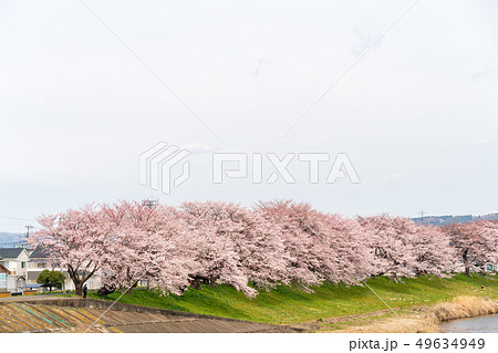 一目千本桜　桜並木　宮城 49634949