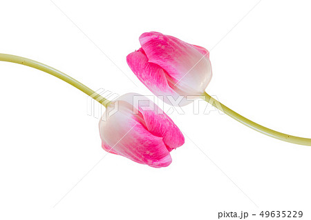 ピンクのチューリップのパターン、白い背景  49635229