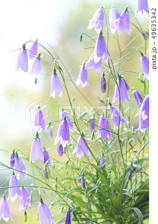 イワシャジン　山野草　青色の花 49635342