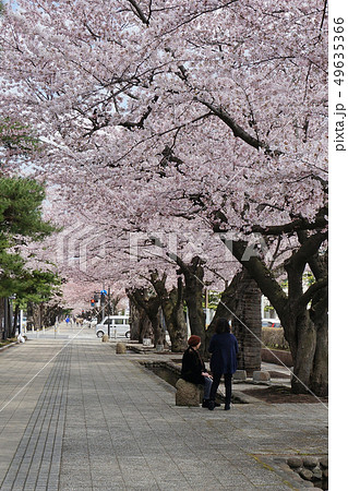 桜 さくら 青森県 十和田市 官庁街通り 桜 さくら 青森県 十和田市 官庁街通り 49635366