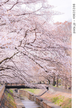 善福寺川緑地の桜 49635398