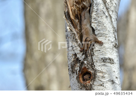 エゾリスの子供 49635434