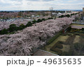 桜　さくら　青森県　十和田市　官庁街通り 49635635