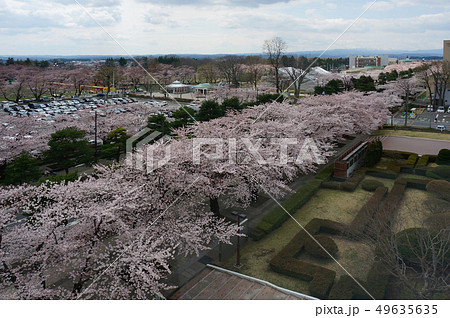 桜 さくら 青森県 十和田市 官庁街通り 桜 さくら 青森県 十和田市 官庁街通り 49635635