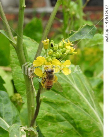 Bee sucking nectar within yellow flower. 49635637