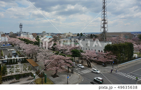 桜 さくら 青森県 十和田市 官庁街通り 桜 さくら 青森県 十和田市 官庁街通り 49635638