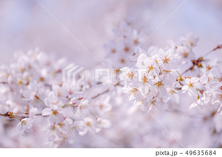 桜 桜 49635684