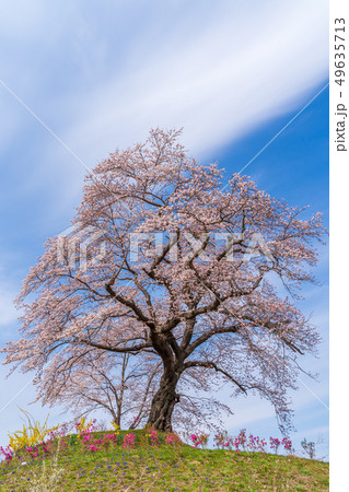青空と一本桜 宮城柴田 青空と一本桜 宮城柴田 49635713