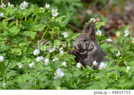 春のエゾリス 49635755