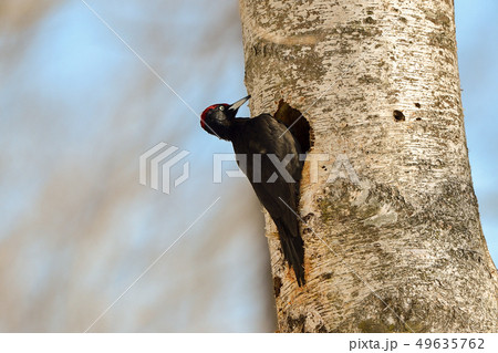 クマゲラ 49635762
