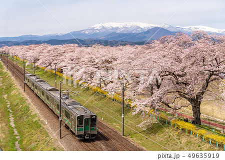 一目千本桜と列車　蔵王 49635919