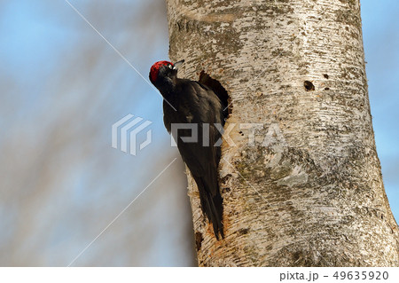 クマゲラ 49635920