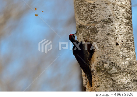 クマゲラ クマゲラ 49635926