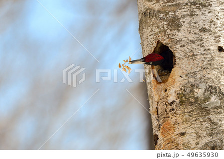 クマゲラ クマゲラ 49635930