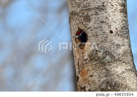 クマゲラ 49635934