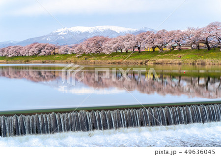 蔵王と一目千本桜 49636045