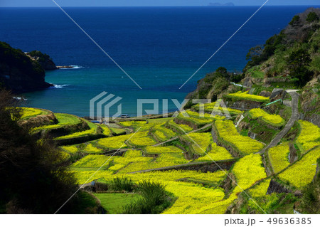 春の浜野浦の棚田 春の浜野浦の棚田 49636385