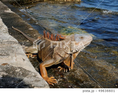 マイアミ ヴィラ・ビスカヤにいる大きなイグアナ (アメリカ フロリダ州) マイアミ ヴィラ・ビスカヤにいる大きなイグアナ (アメリカ フロリダ州) 49636601
