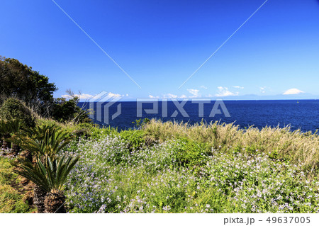 荒崎公園(春) 荒崎公園(春) 49637005