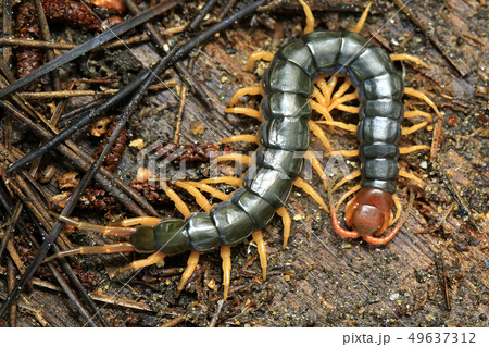 節足動物 トビズムカデ 49637312