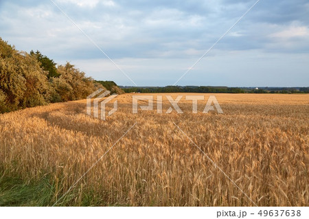 Wheat field detail 49637638