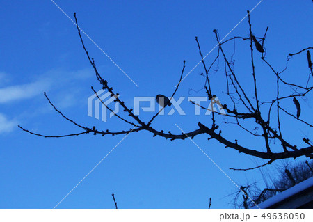 冬のスズメ 49638050
