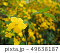 黄色い花 49638187