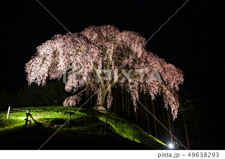 《山梨県 乙ヶ妻の枝垂れ桜》乙ヶ妻の枝垂れ桜とライトアップ 49638293