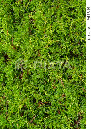 vertical background of thin young green thuja vertical background of thin young green thuja 49638444