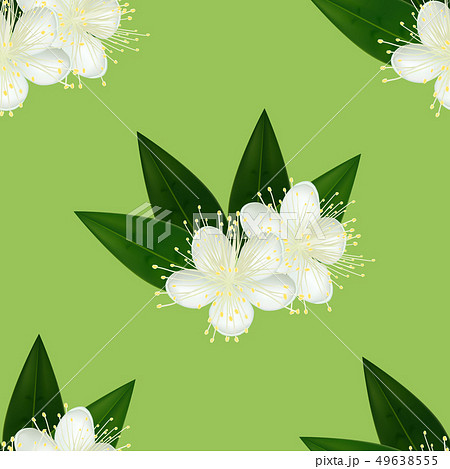 Pattern with Myrtle Flower in Realistic Style 49638555