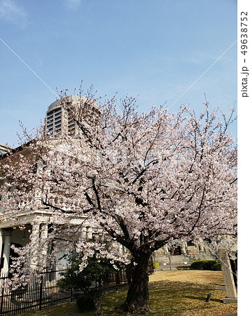 泉布観と桜 泉布観と桜 49638752