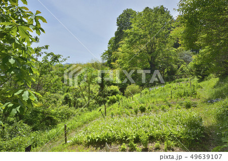 森野旧薬園 森野旧薬園 49639107