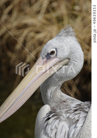 モモイロペリカン 49639353