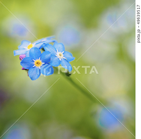 Water forget-me-not Myosotis scorpioides Myosotis palustris Myosotis flower tender flowers 49639517