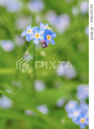 Water forget-me-not Myosotis scorpioides Myosotis palustris Myosotis flower tender flowers Water forget-me-not Myosotis scorpioides Myosotis palustris Myosotis flower tender flowers 49639526