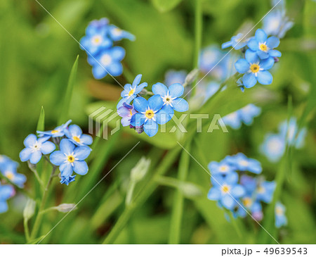 Water forget-me-not Myosotis scorpioides Myosotis palustris Myosotis flower tender flowers 49639543