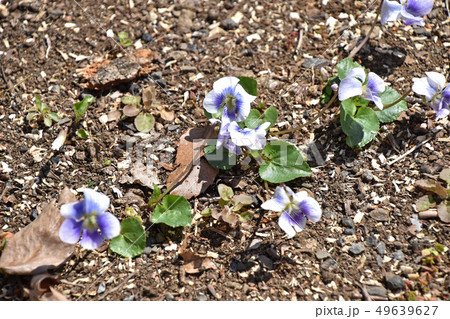 スミレ 49639627