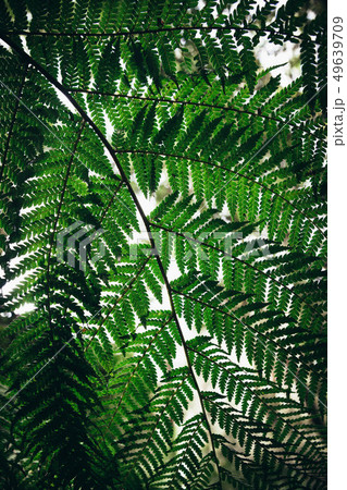 Close Up of green fern leaf background. 49639709