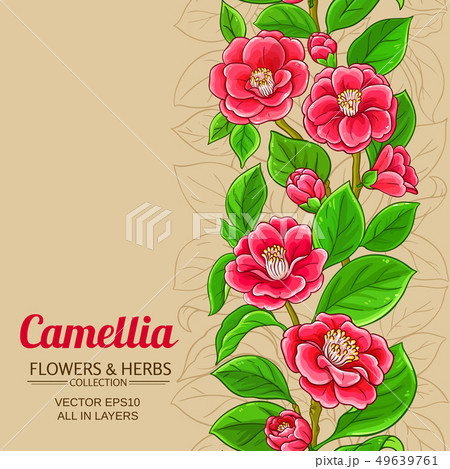 camellia vector background 49639761