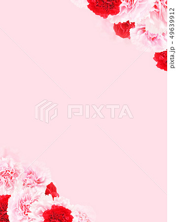 背景 バラ カーネーション ピンク 母の日のイラスト素材