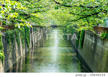 【東京都】目黒川 49640334