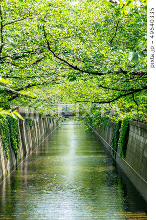【東京都】目黒川 49640335