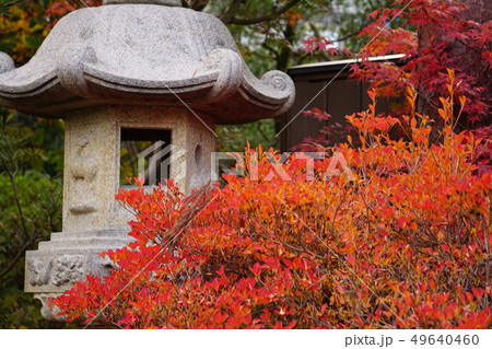 灯篭と紅葉 49640460